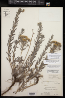 Heterotheca villosa var. angustifolia image