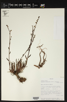 Dudleya attenuata subsp. orcuttii image