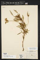 Oenothera macrocarpa image