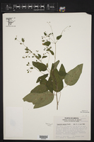 Euphorbia mexiae image