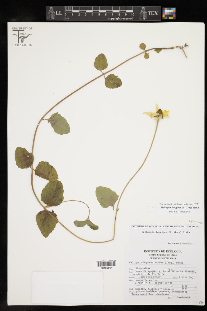 Heliopsis longipes image