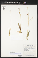 Encyclia concolor image