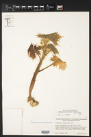 Cnidoscolus maculatus image