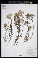 Baccharis thesioides image