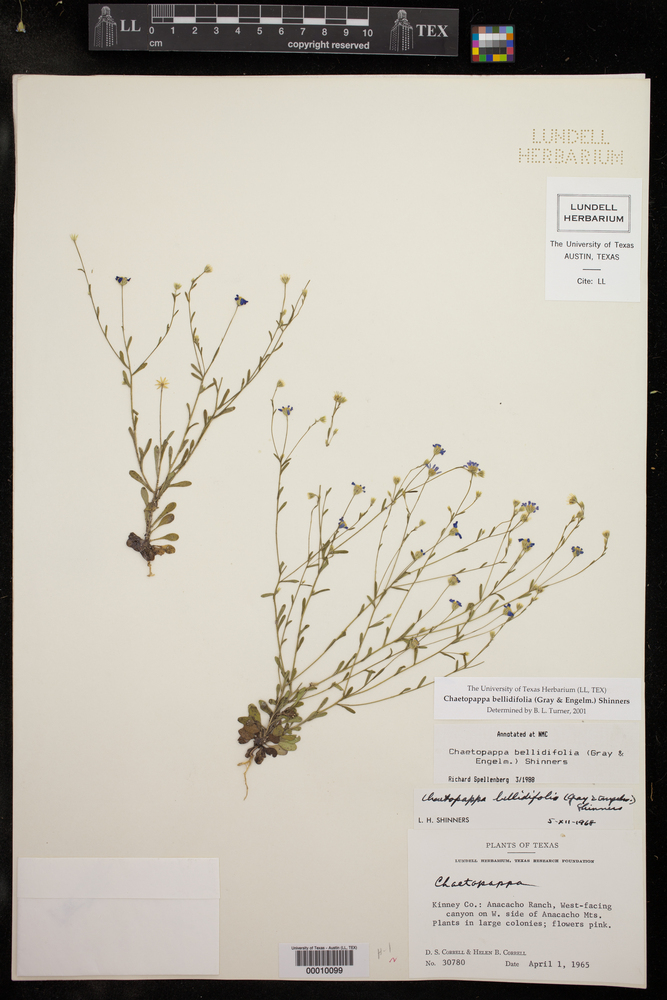 Chaetopappa bellidifolia image