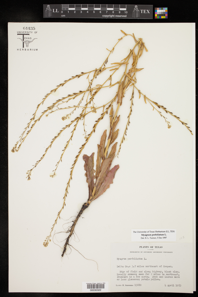 Myagrum perfoliatum image