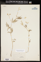 Trepocarpus aethusae image