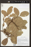 Image of Engelhardia spicata