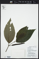 Piper lacunosum image