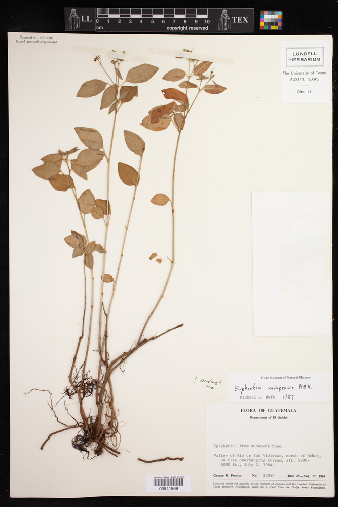 Euphorbia xalapensis image