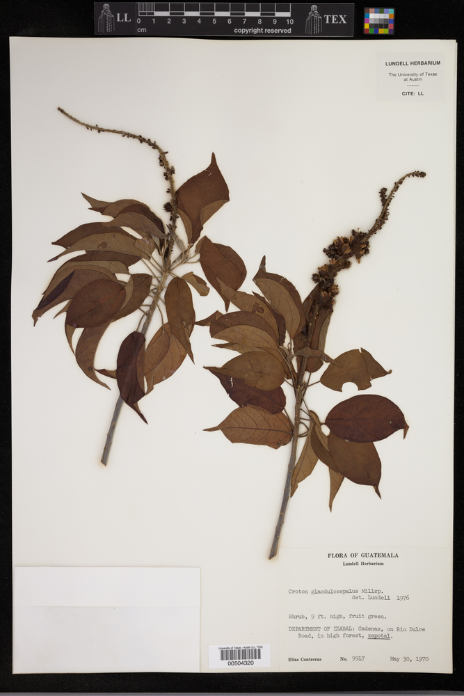 Croton glandulosepalus image