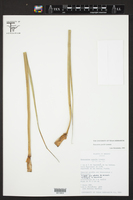Beaucarnea gracilis image