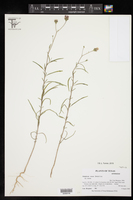 Palafoxia rosea var. rosea image