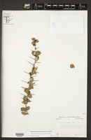 Xylosma flexuosa image