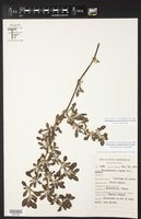 Alternanthera paronychioides image
