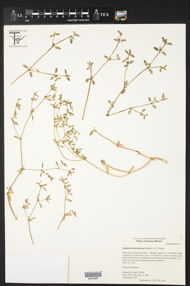 Chamaesyce platysperma image