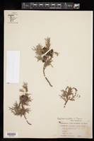 Platycladus orientalis image