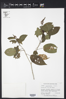 Croton campechianus image