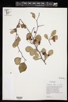 Crataegus viridis var. ovata image