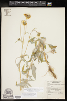 Verbesina encelioides subsp. exauriculata image