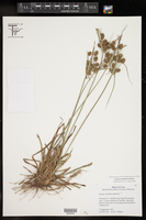 Cyperus retroflexus image