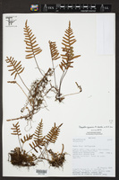 Image of Pleopeltis appressa