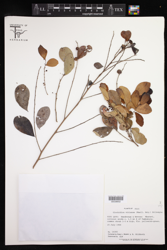 Phyllanthus vitiensis image