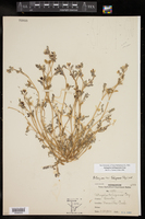 Astragalus emoryanus image