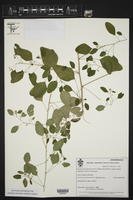 Euphorbia segoviensis image