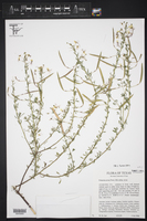 Polanisia erosa subsp. erosa image