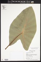 Colocasia esculenta image