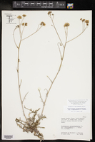 Hymenopappus artemisiifolius var. riograndensis image