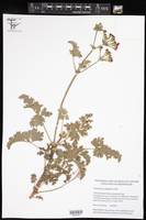 Pelargonium fulgidum image