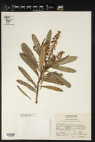 Arctostaphylos longifolia image