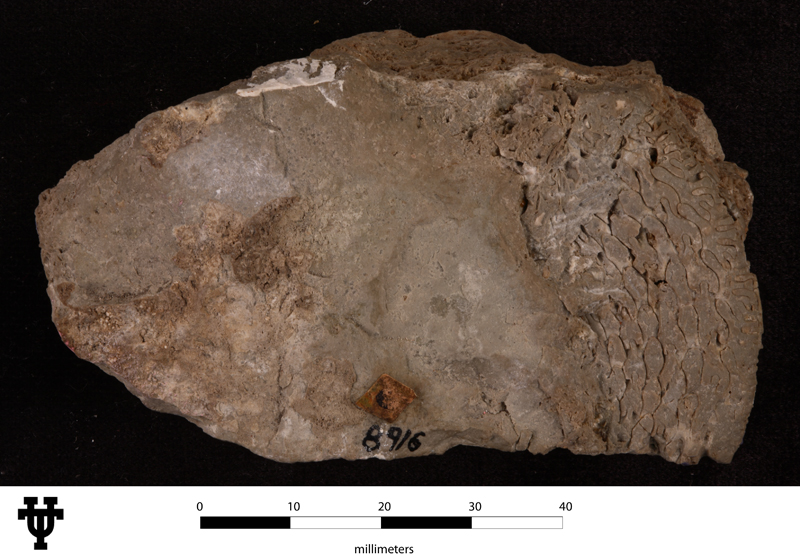 Medlicottia chozaensis