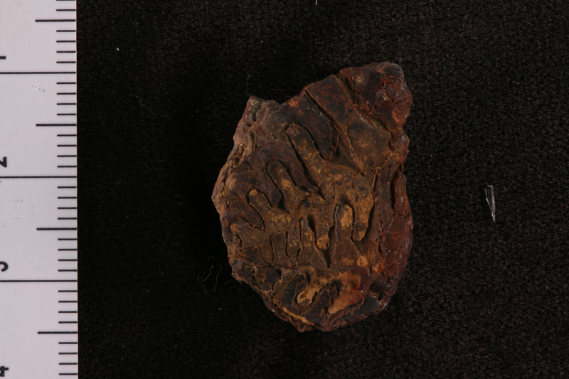 Pseudopronorites arkansiensis