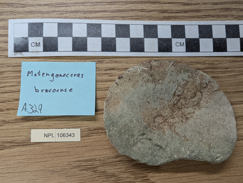 Metengonoceras bravoense