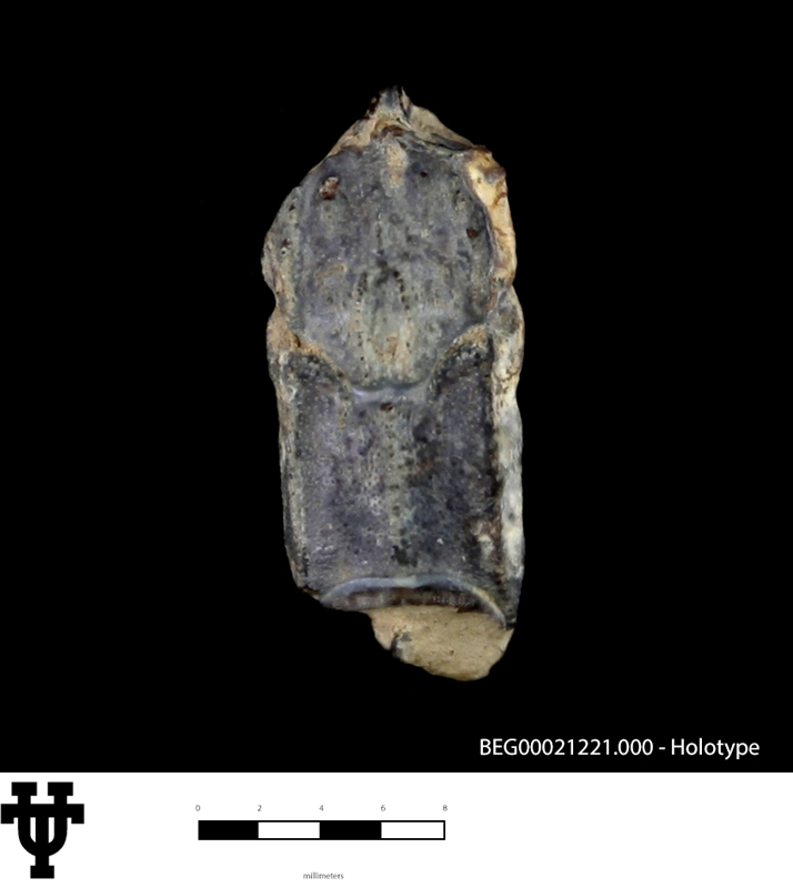 Linuparus adkinsi