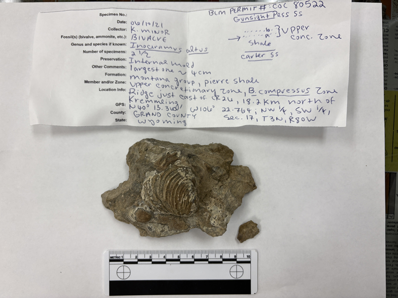 Inoceramus sublaevis