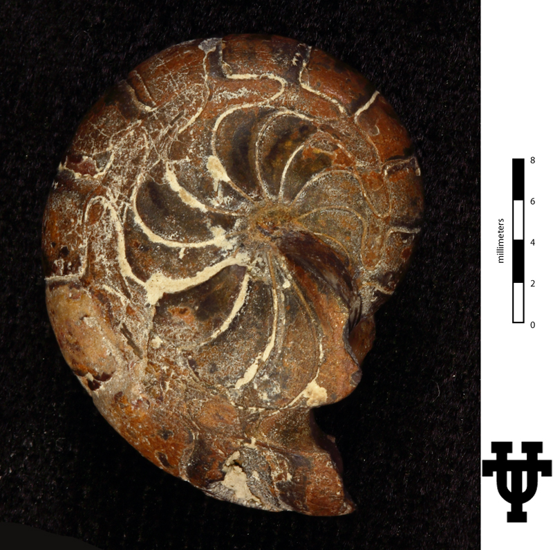 Aturia praeziczac