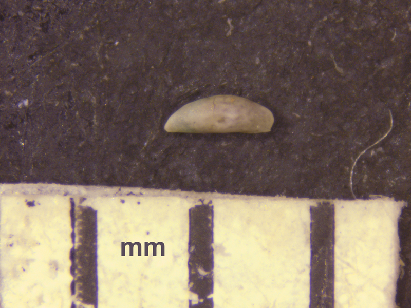Macrocypris garrisonensis