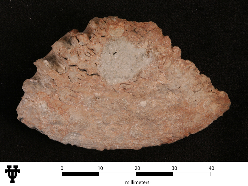Eumedlicottia whitneyi