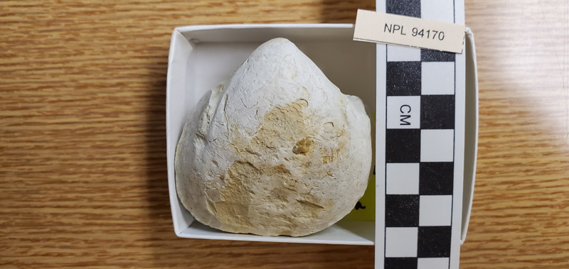 Protocardia (Protocardia)
