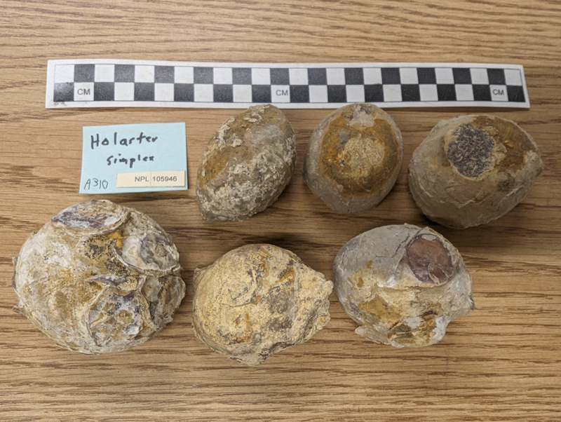 Holaster carinatus