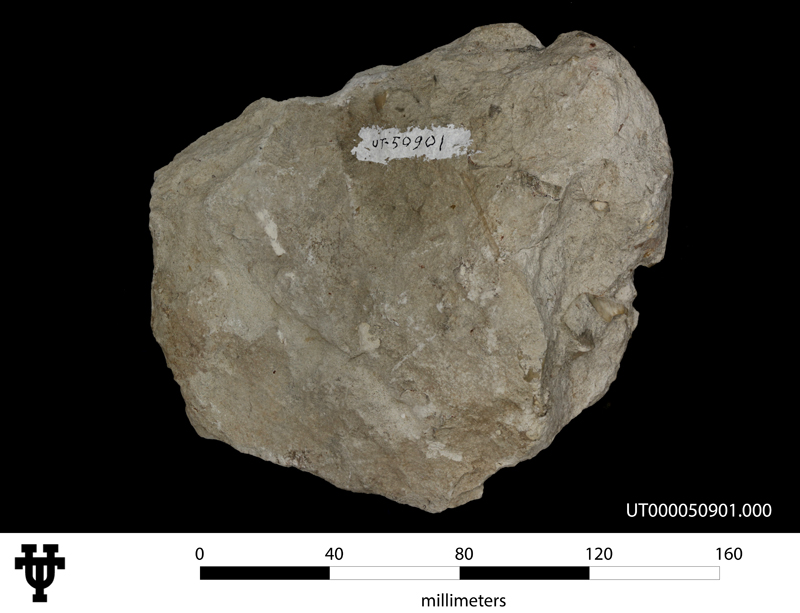 Inoceramus undabundus