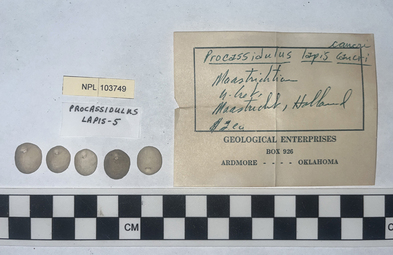 Procassidulus lapiscancri