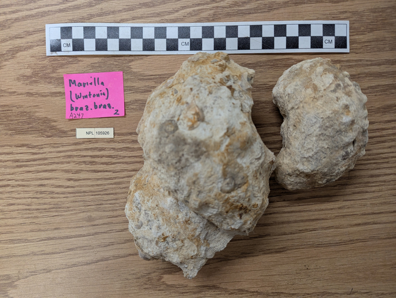 Mariella (Plesioturrilites) brazoensis
