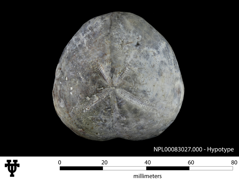 Micraster uddeni