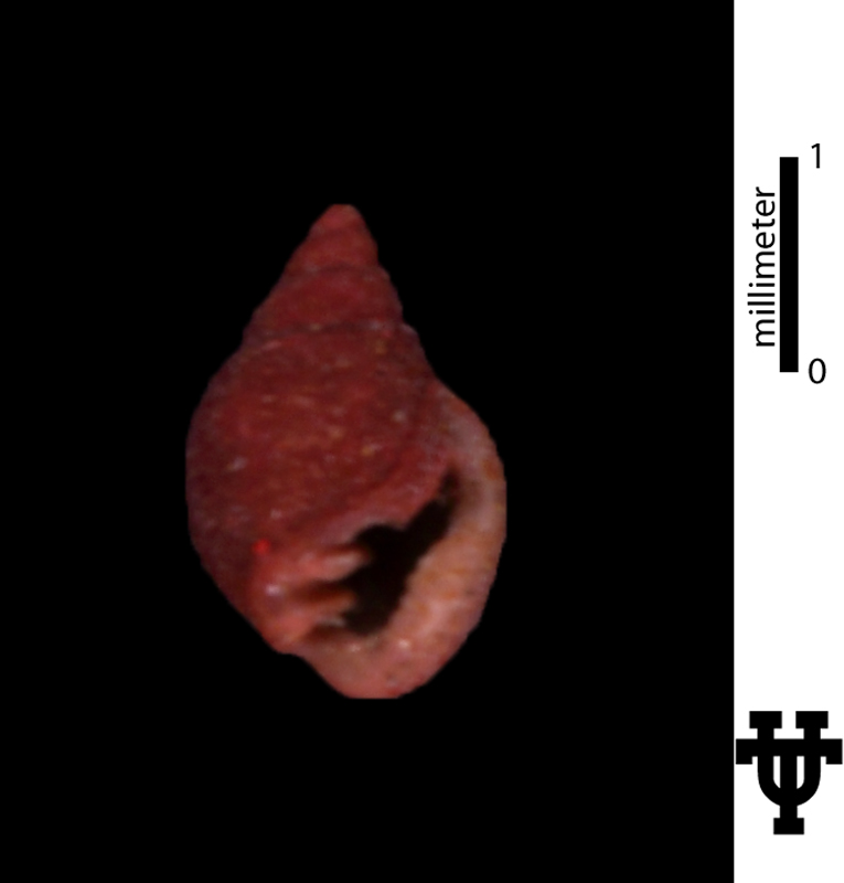 Ringicula trapaquara