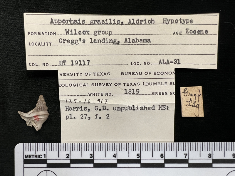Aporrhais gracilis